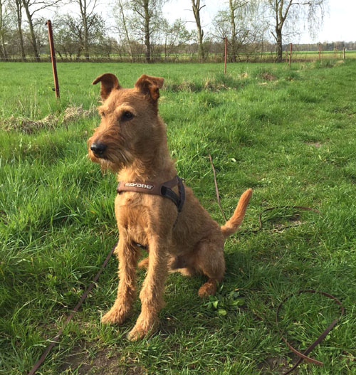 Red Barons Irish Terrier