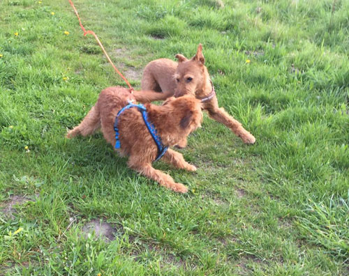 Red Barons irish Terrier