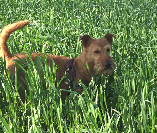 Red Barons Irish Terrier