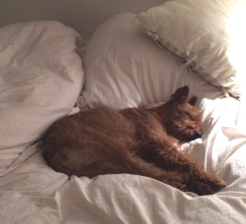 Red Barons Irish Terrier